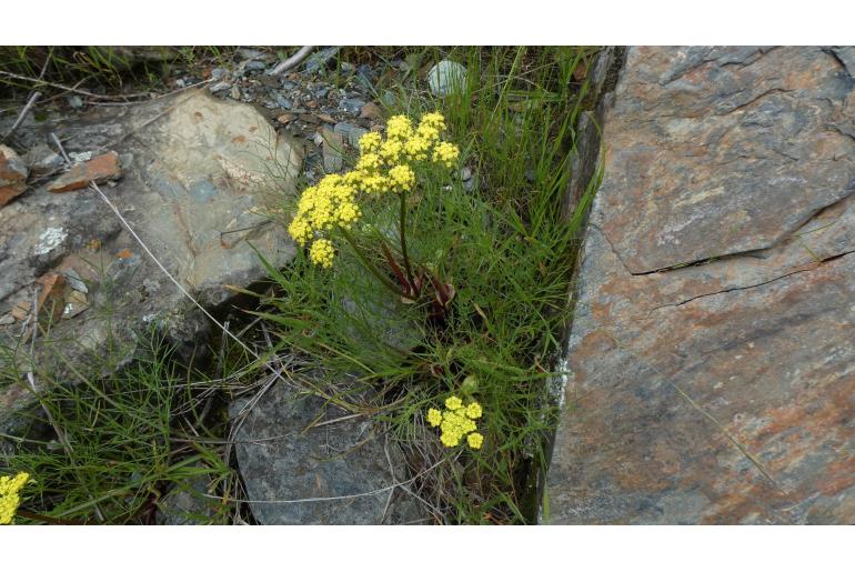 Lomatium utriculatum -13900