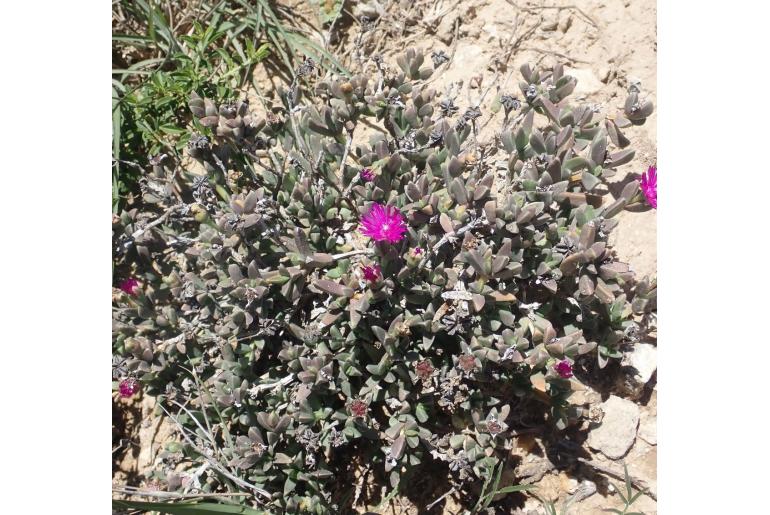 Ruschia cymbifolia -13905