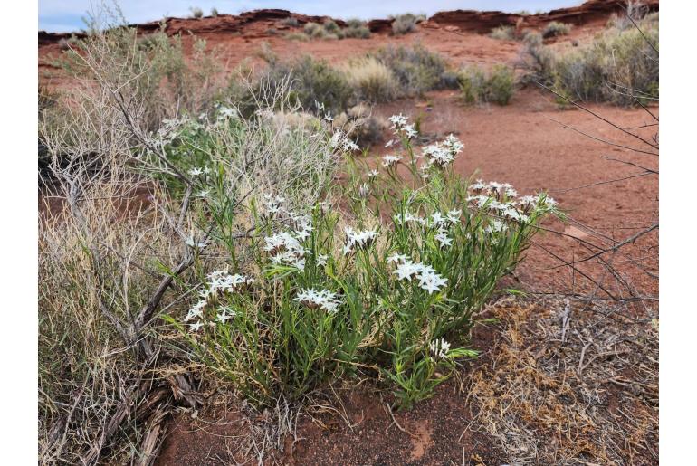 Amsonia peeblesii -13913