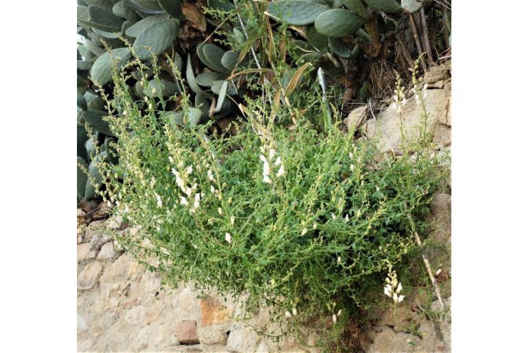 Antirrhinum graniticum -13914