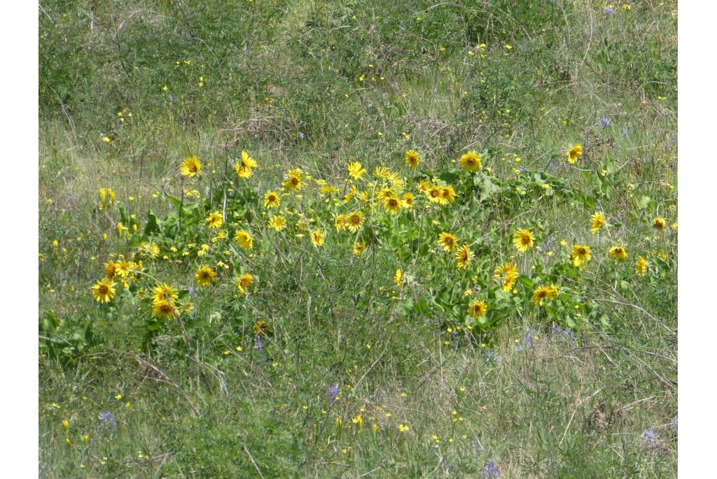 Balsamorhiza met driehoekig blad