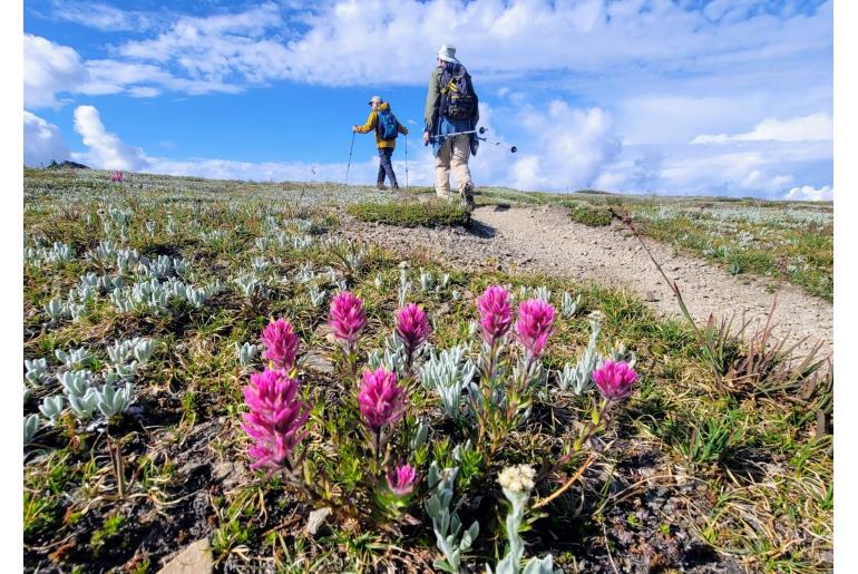 Castilleja parviflora -13929