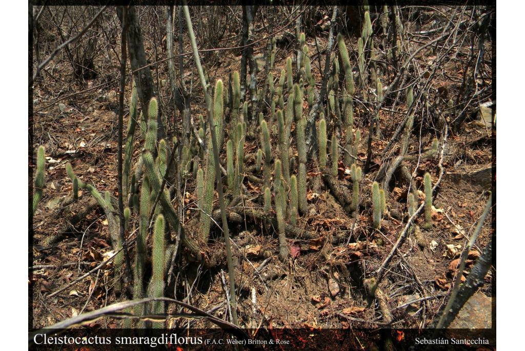 Voetzoekercactus