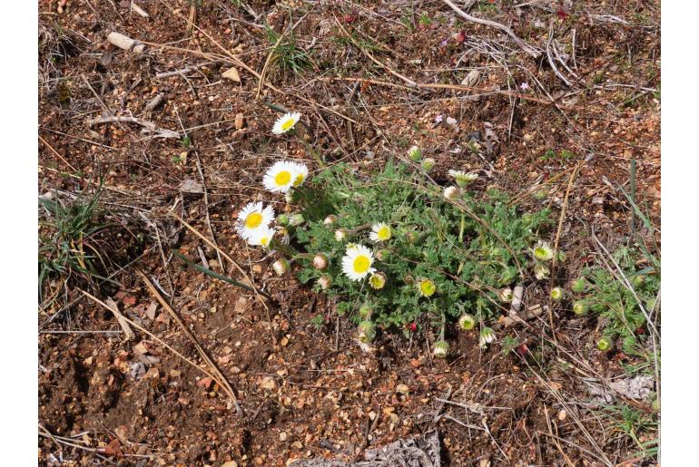 Erigeron compositus -13944