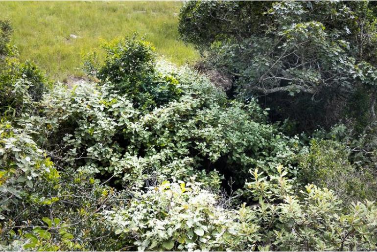 Helichrysum populifolium -13952