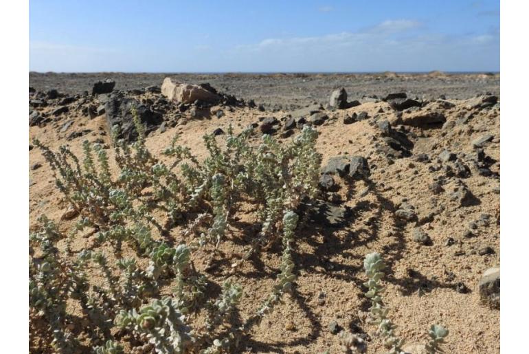 Atriplex glauca -13960