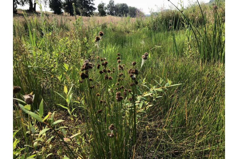 Juncus bolanderi -13961