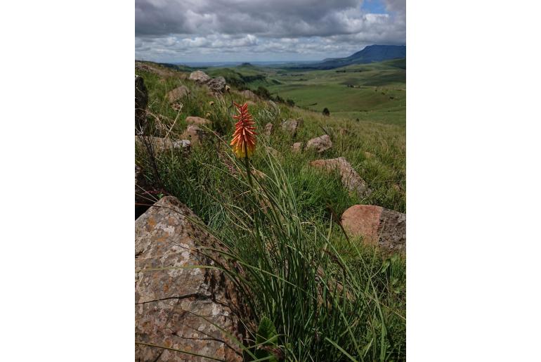 Kniphofia laxiflora -13964