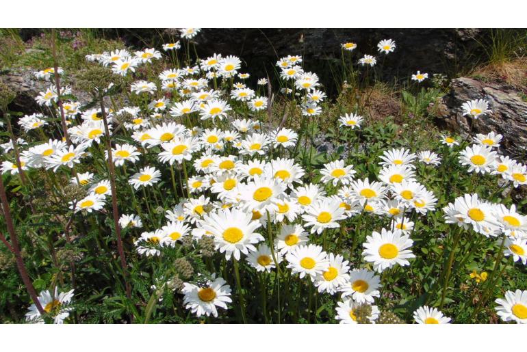 Leucanthemum adustum -13970