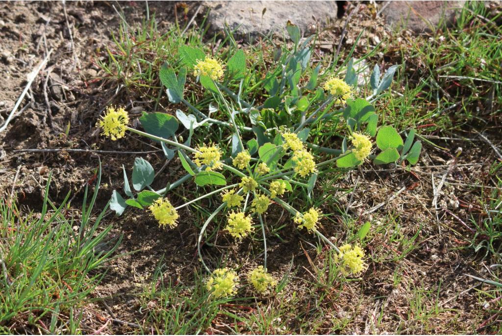 Lomatium met bladloze stengels