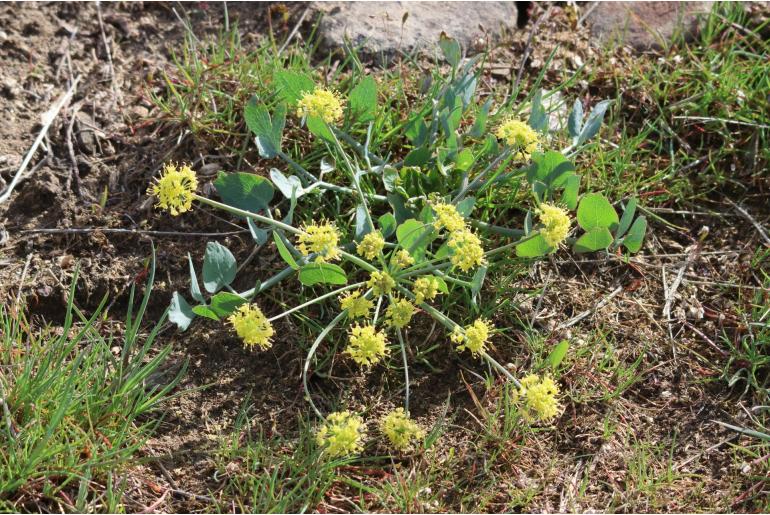 Lomatium nudicaule -13978