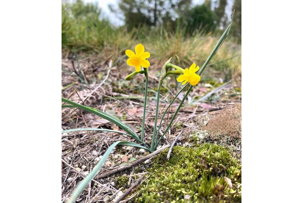 Ruwe narcis