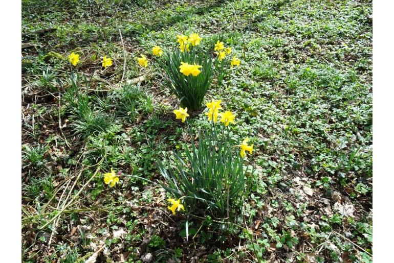 Narcissus hispanicus -13995