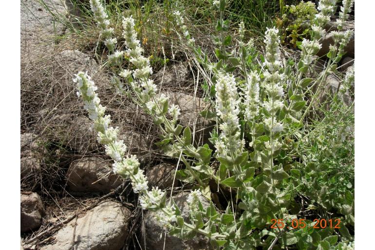 Nepeta italica -13999