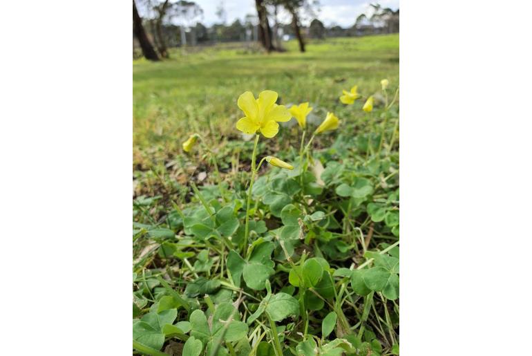 Oxalis compressa -14018