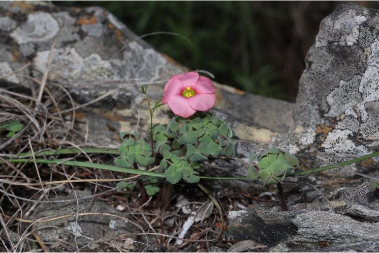 Oxalis convexula -14019