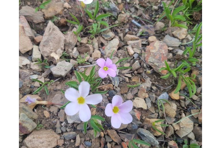 Oxalis eckloniana var sonderi -14020