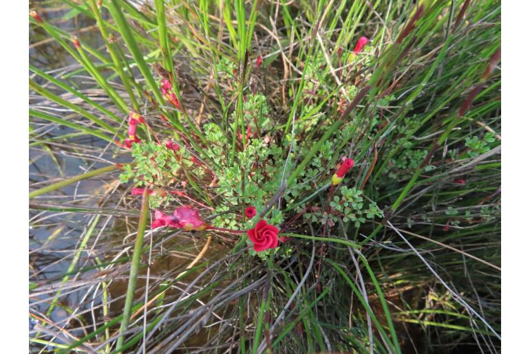 Oxalis goniorhiza -14023