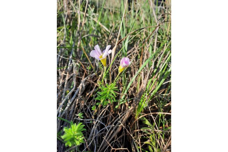 Oxalis meisneri -14030