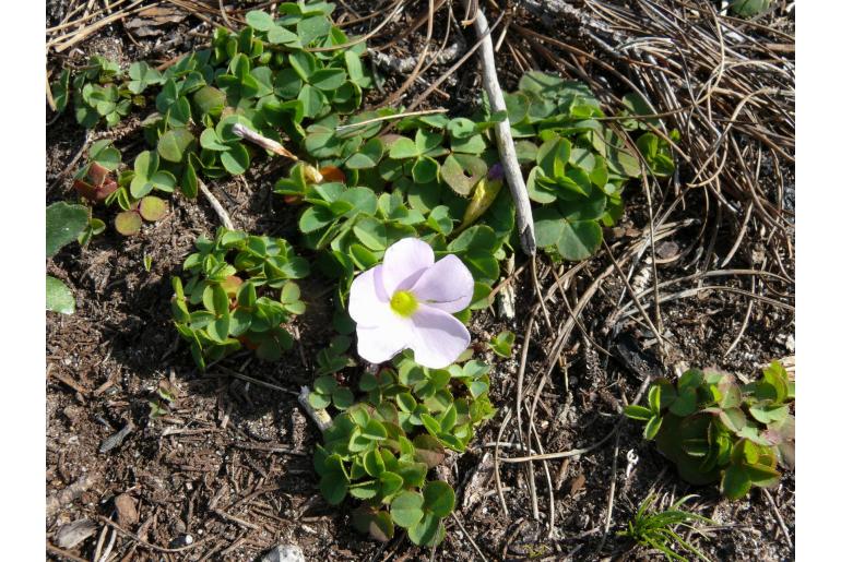 Oxalis nidulans -14033