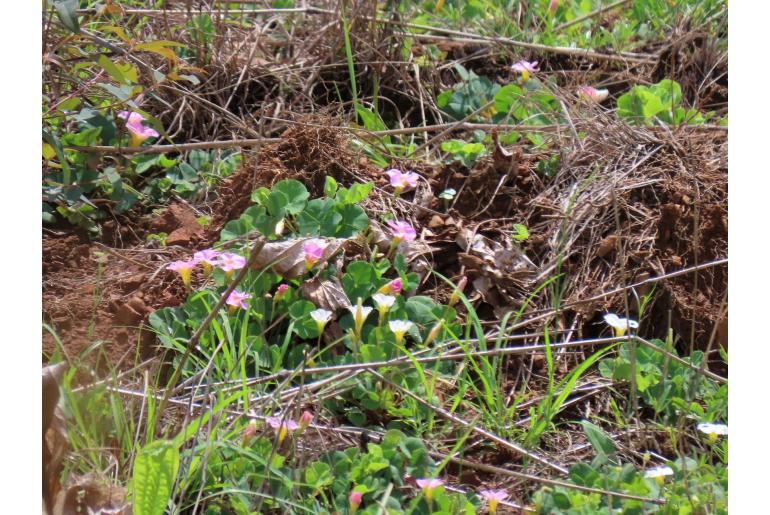 Oxalis obliquifolia -14034