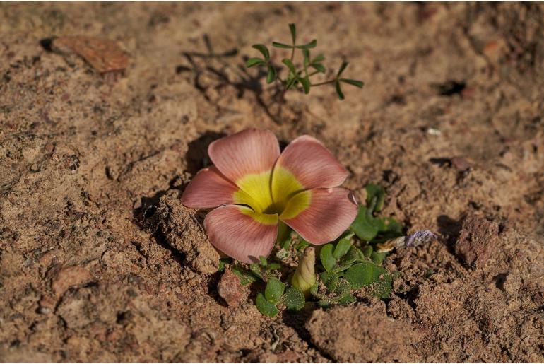 Oxalis pulchella var tomentosa -14040