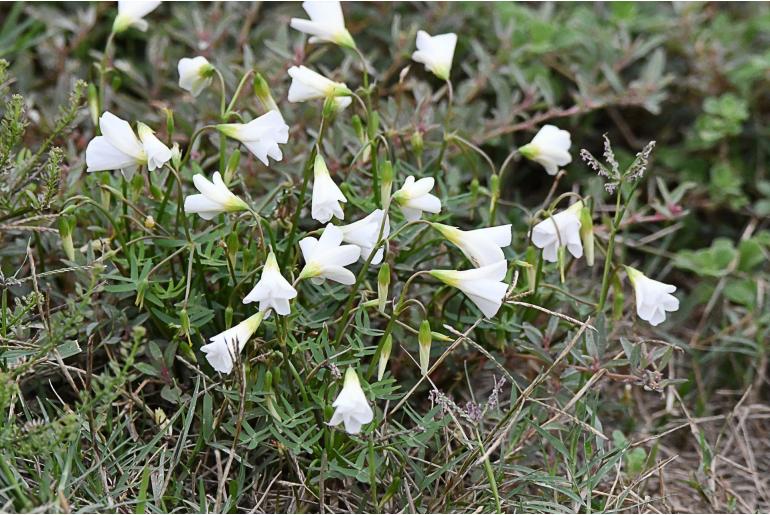 Oxalis stellata -14052