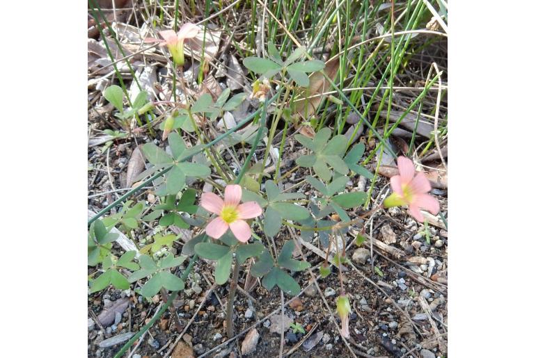 Oxalis stenorhyncha -14053