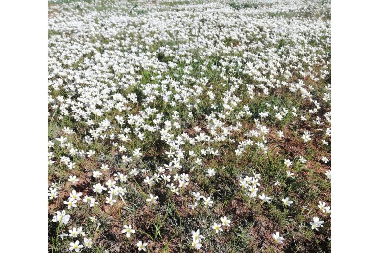 Oxalis tenella -14054