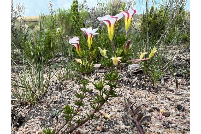 Oxalis tenuifolia -14055