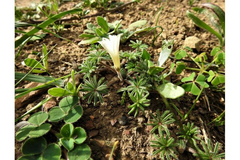 Oxalis tomentosa -14056