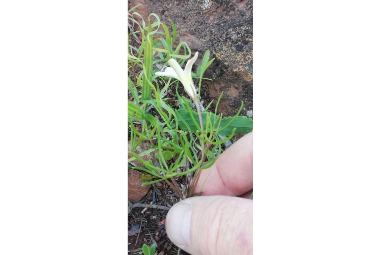 Oxalis variifolia -14058