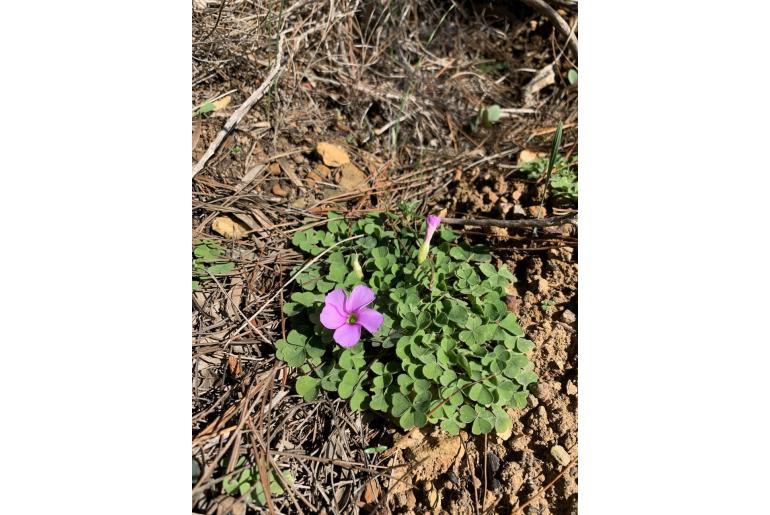 Oxalis zeekoevleyensis -14060