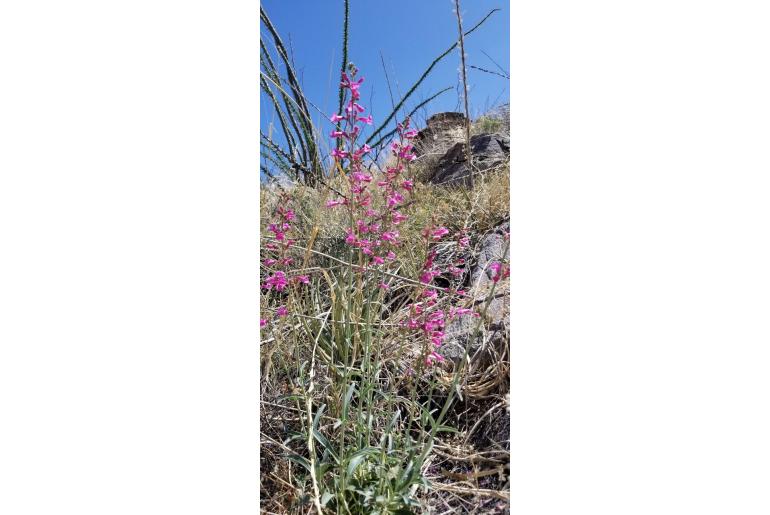 Penstemon parryi -14070