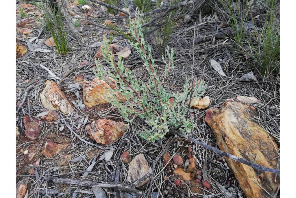 Persoonia met spiraalvormig blad