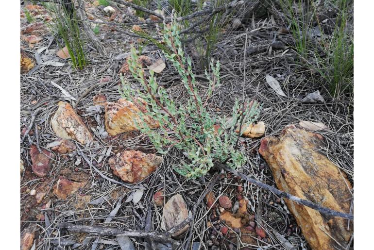 Persoonia helix -14071