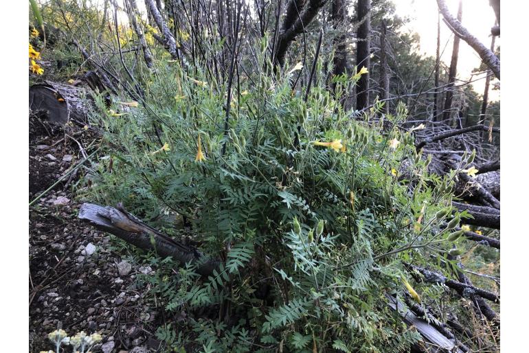 Polemonium pauciflorum -14077