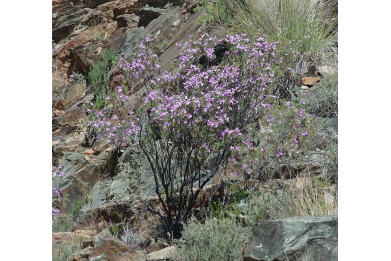 Polygala myrtifolia var pinifolia -14078