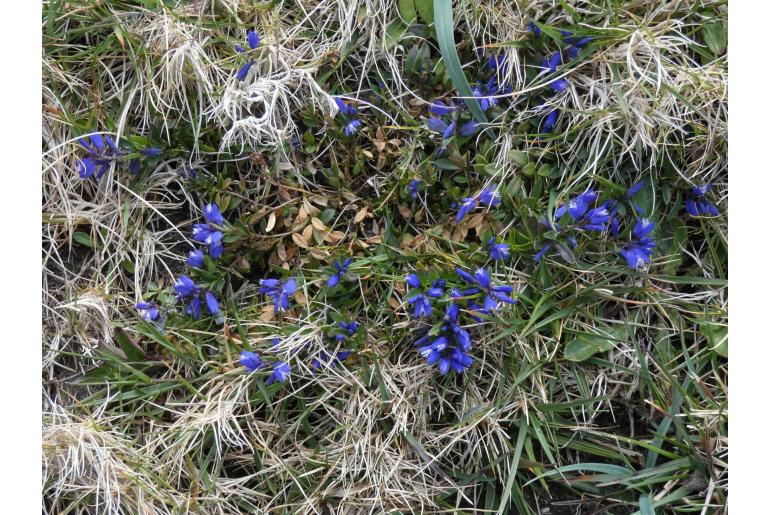 Polygala vulgaris -14079