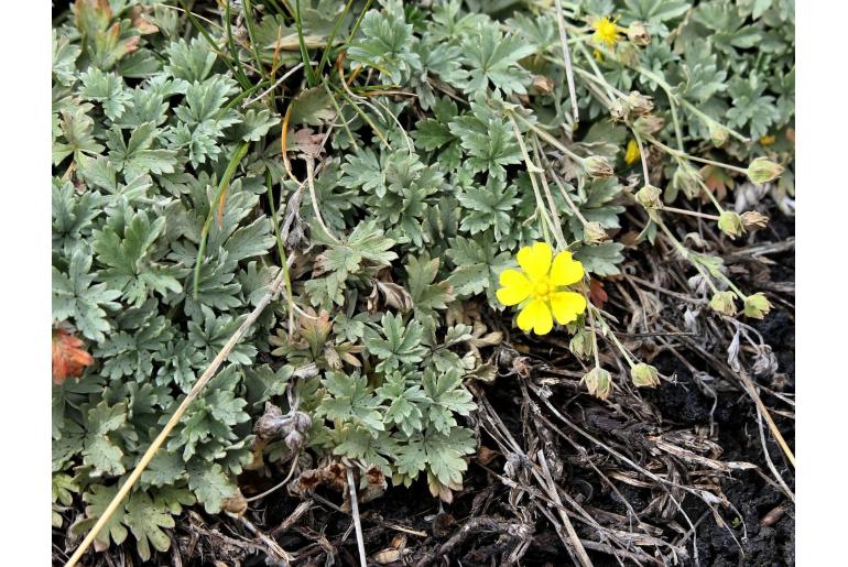 Potentilla calabra -14081