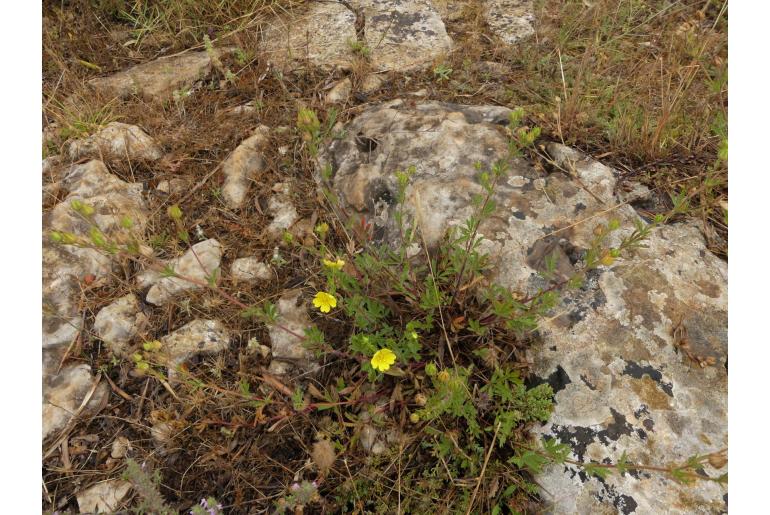 Potentilla pedata -14083