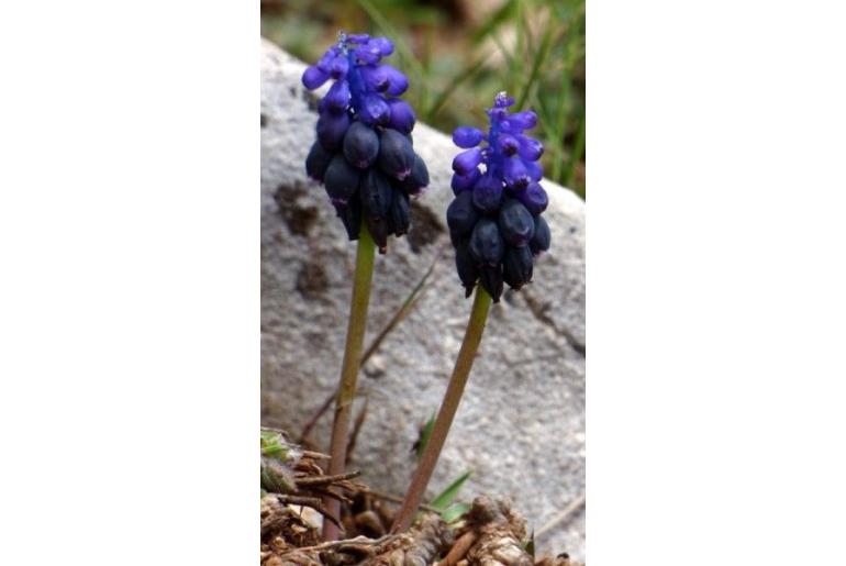 Muscari atlanticum -14118