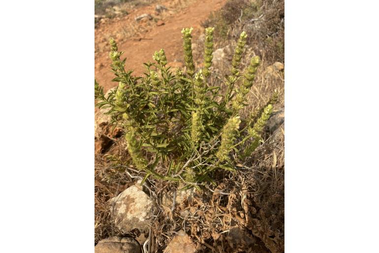 Sideritis arborescens -14134