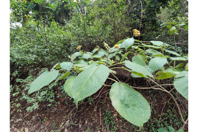 Solanum abutiloides -14137