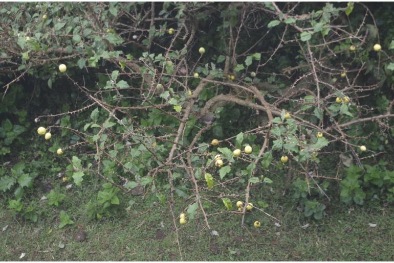 Solanum aculeastrum -14138