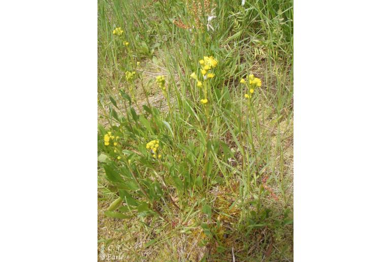 Solidago spathulata -14140