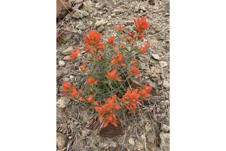 Castilleja integra -14154