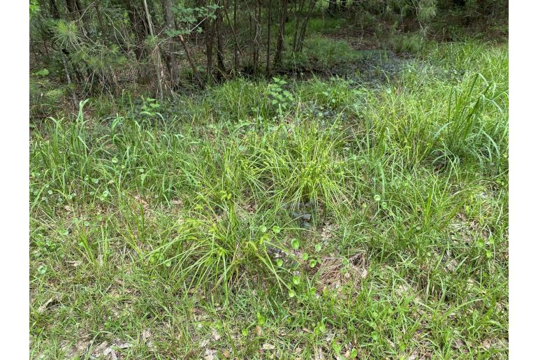 Carex lurida -14189