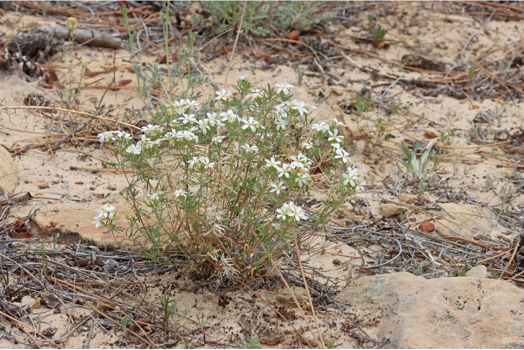 Nuttall's linanthus