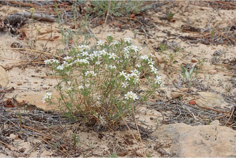 Leptosiphon nuttallii ssp nuttallii -14206